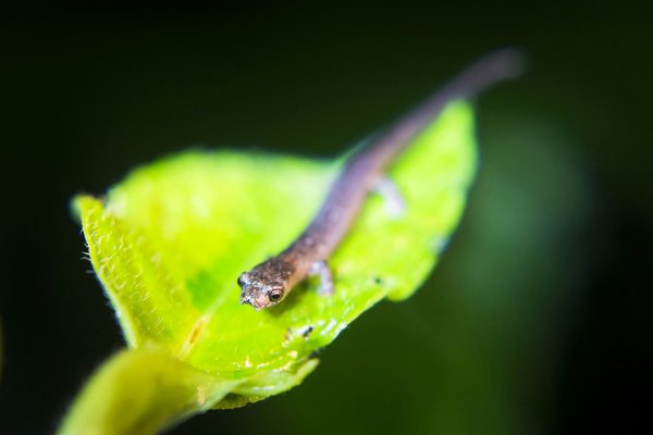 Top 5 sacs à dos militaires pour vos aventures en plein air